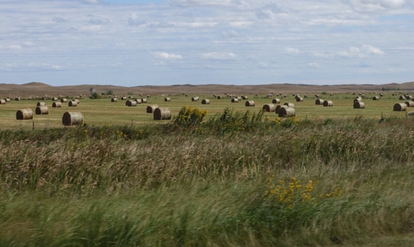 Hay There! 9sept2016