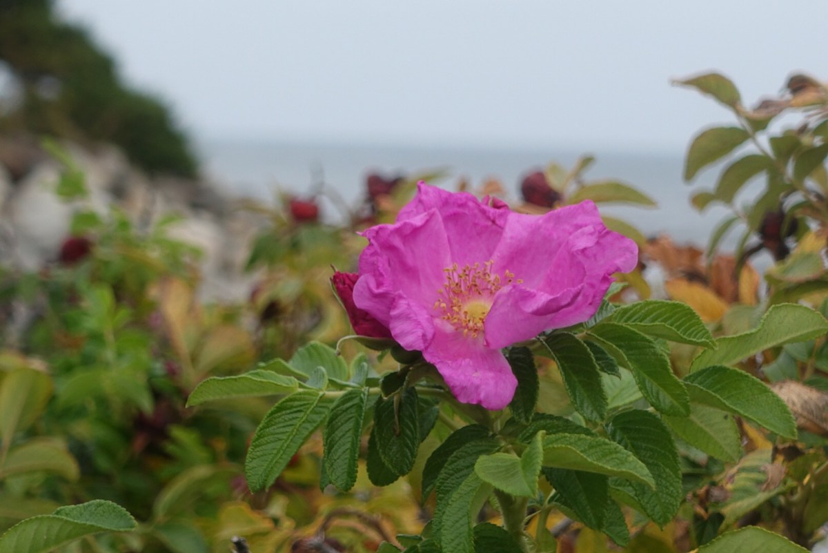 The Atlantic! 18sept2016